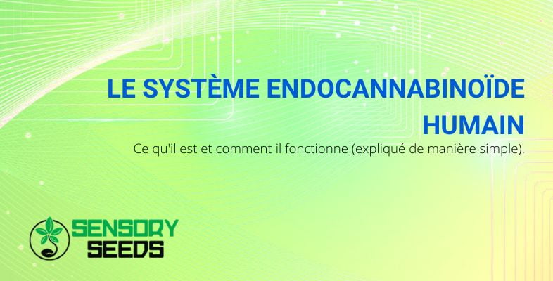 Qu'est-ce que le système endocannabinoïde humain et comment fonctionne-t-il ?