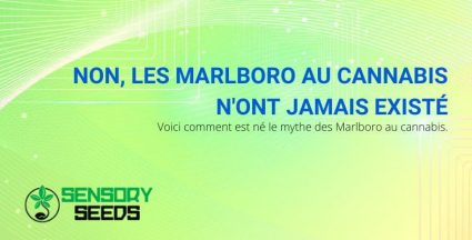 Le mythe des Marlboros au cannabis