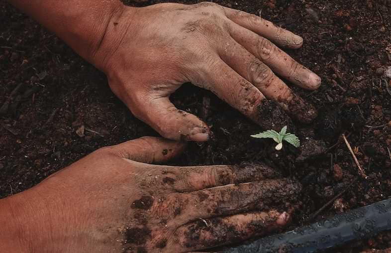 La culture du cannabis peut se faire en extérieur ou en intérieur