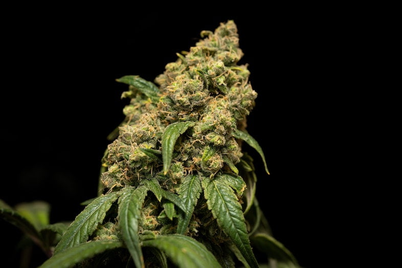 La culture du cannabis en Jamaïque