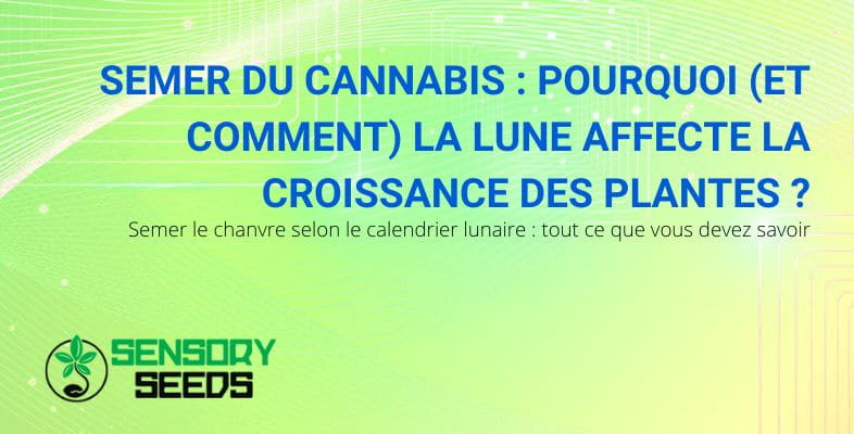 L'influence de la lune sur les semis de cannabis