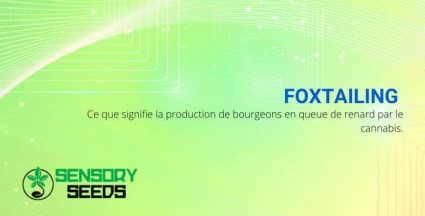 Le "foxtaillage" des bourgeons de cannabis : ce que cela signifie