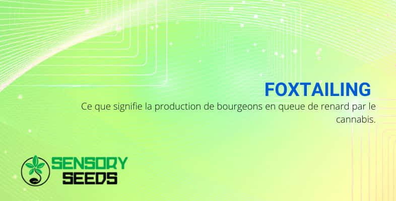 Le "foxtaillage" des bourgeons de cannabis : ce que cela signifie