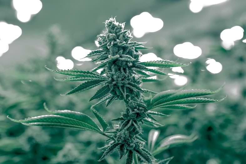 Plante de marijuana autochtone