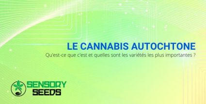 Qu'est-ce que c'est et les variétés de cannabis indigène