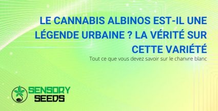 Tout sur le cannabis albinos