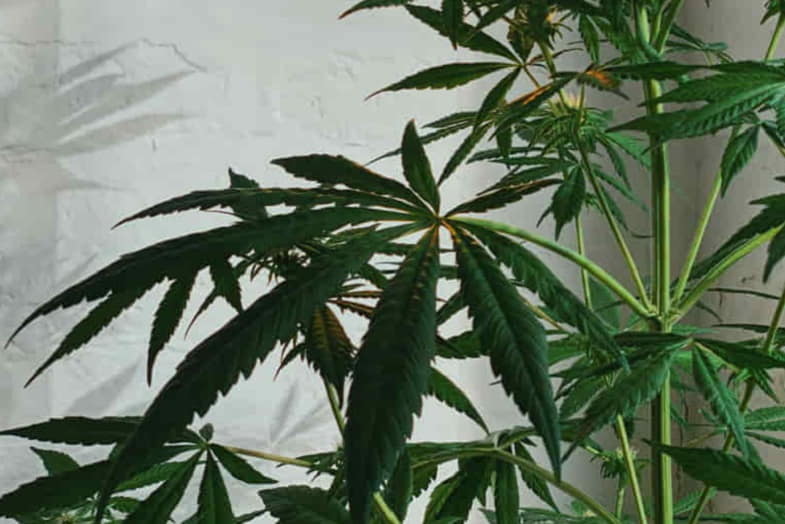 Plante de cannabis mâle