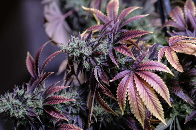 Cannabis violet aux feuilles jaunies