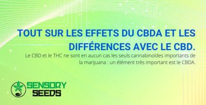 Effets du CBDA et différences avec le CBD