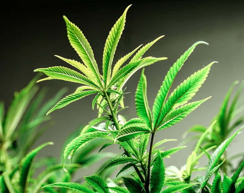 Le CBDA est présent dans la plante de cannabis non traitée.