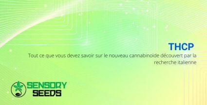 Tout sur le cannabinoïde THCP