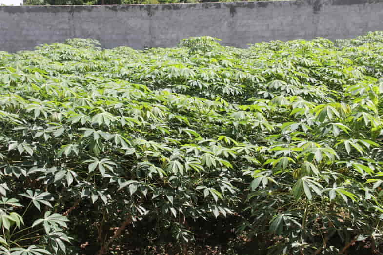 Le manioc ressemble au cannabis | Sensory Seeds