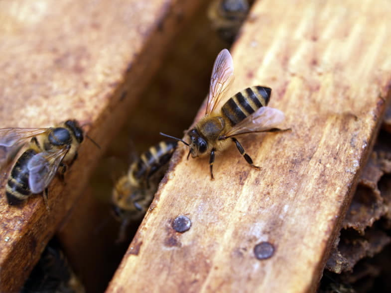En raison du réchauffement climatique, il y a eu une diminution drastique des abeilles.