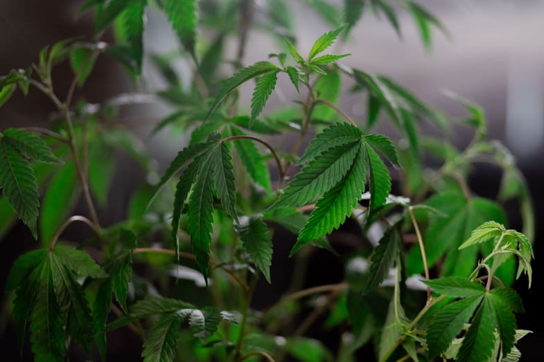 Plantation légale de cannabis