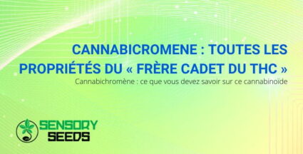 Toutes les propriétés du cannabichromène | Sensoryseeds