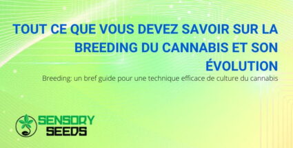 Tout sur la Breeding du cannabis | SensorySeeds