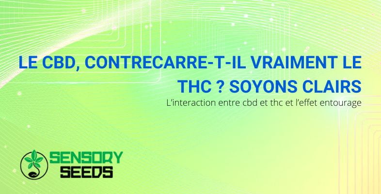 Interaction entre le CBD et le THC | Sensoryseeds