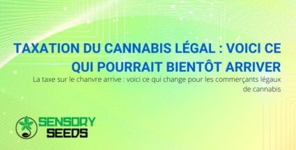 Taxation du cannabis légal | Sensoryseeds