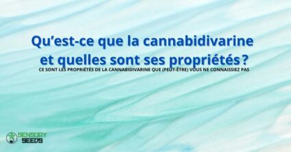 Qu’est-ce que la cannabidivarine et quelles sont ses propriétés ?