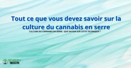 Tout ce que vous devez savoir sur la culture du cannabis en serre