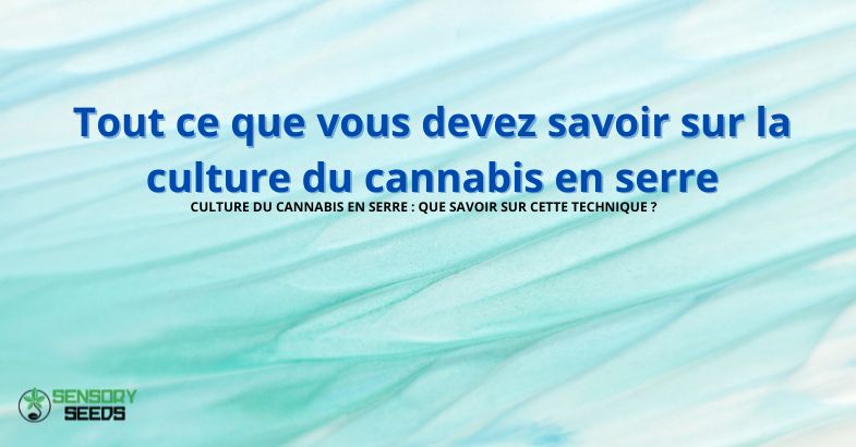 Tout ce que vous devez savoir sur la culture du cannabis en serre