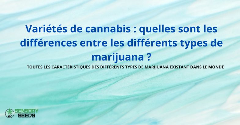Variétés de cannabis : quelles sont les différences