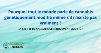 Pourquoi tout le monde parle de cannabis génétiquement modifié même s’il n’existe pas vraiment ?