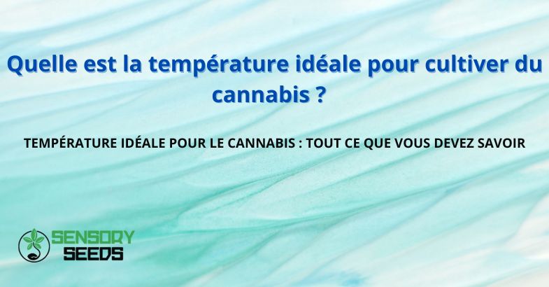 Quelle est la température optimale pour la culture du cannabis ?
