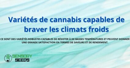 Variétés de cannabis capables de braver les climats froids