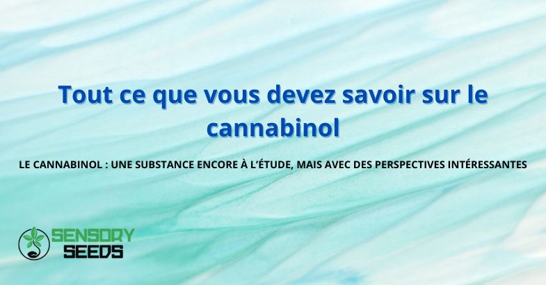 Tout ce que vous devez savoir sur le cannabinol