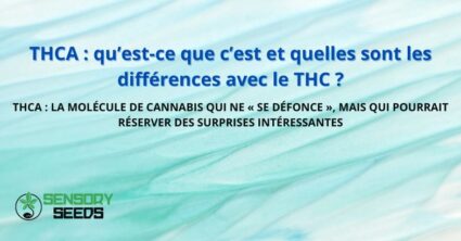 THCA : qu’est-ce que c’est et quelles sont les différences avec le THC ?