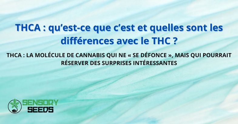 THCA : qu’est-ce que c’est et quelles sont les différences avec le THC ?