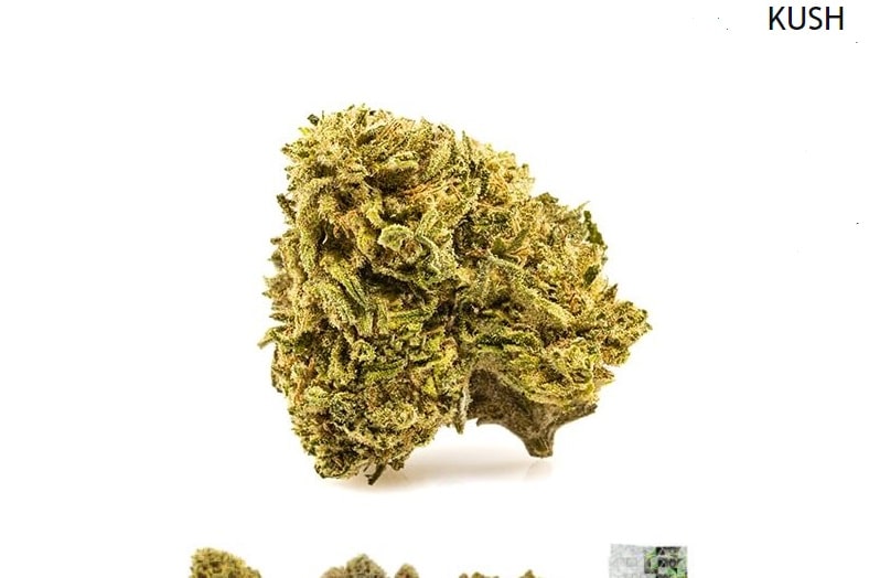 Variétés de cannabis Kush