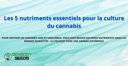 Les 5 nutriments essentiels pour la culture du cannabis