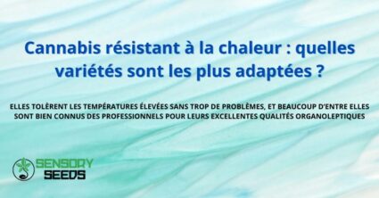 Cannabis résistant à la chaleur : quelles variétés sont les plus adaptées ?