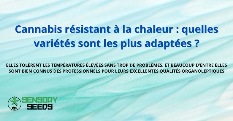 Cannabis résistant à la chaleur : quelles variétés sont les plus adaptées ?