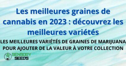 Les meilleures graines de cannabis en 2023 : découvrez les meilleures variétés