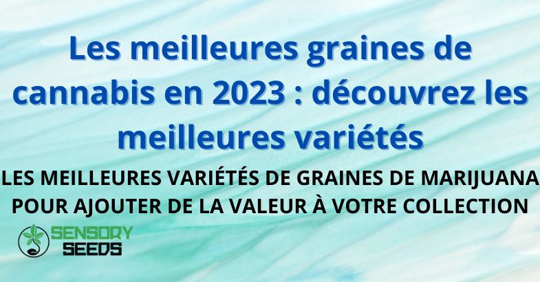 Les meilleures graines de cannabis en 2023 : découvrez les meilleures variétés