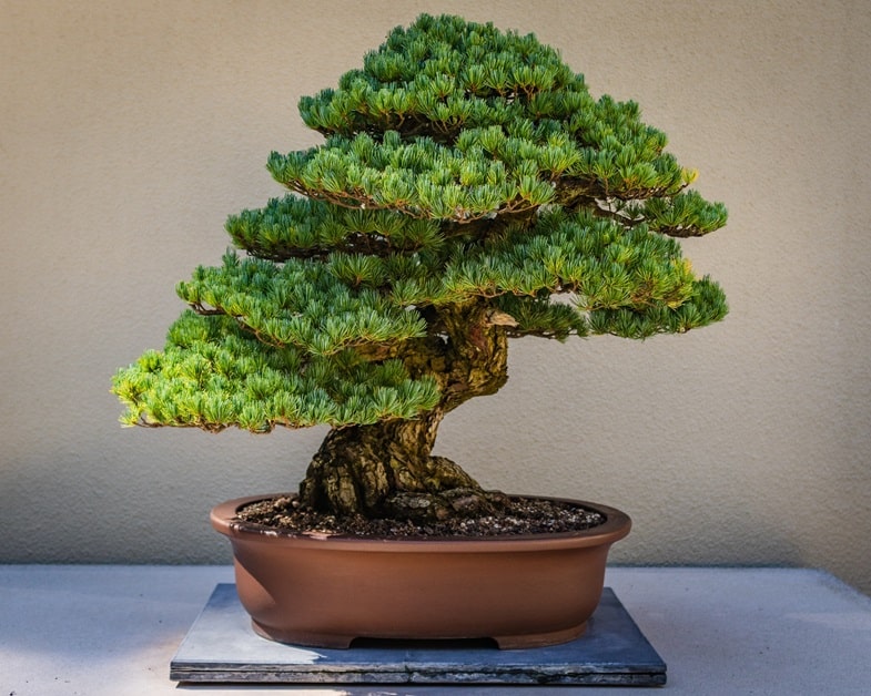 La culture d’un bonsaï de cannabis est-elle légale ?