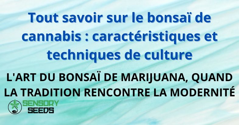 Tout savoir sur le bonsaï de cannabis : caractéristiques et techniques de culture