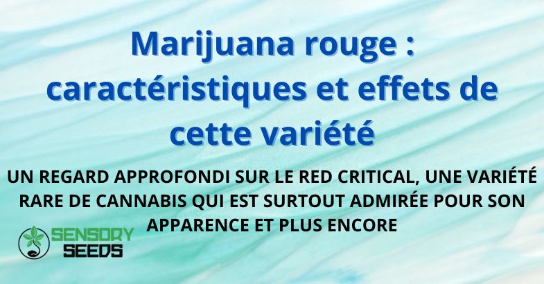 Marijuana rouge : caractéristiques et effets de cette variété