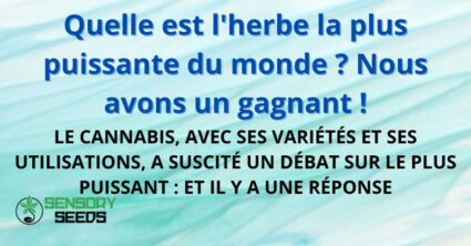 Quelle est l'herbe la plus puissante du monde ?