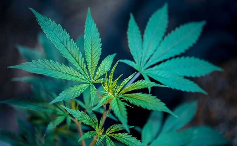 Cannabis légal vs Cannabis à haute teneur en THC