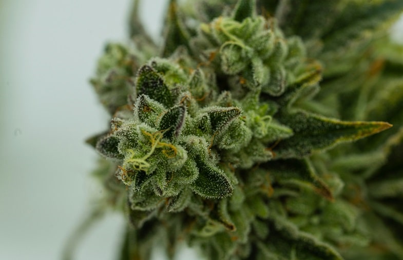 les variétés de cannabis "les plus puissantes"