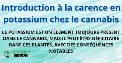 Introduction à la carence en potassium chez le cannabis