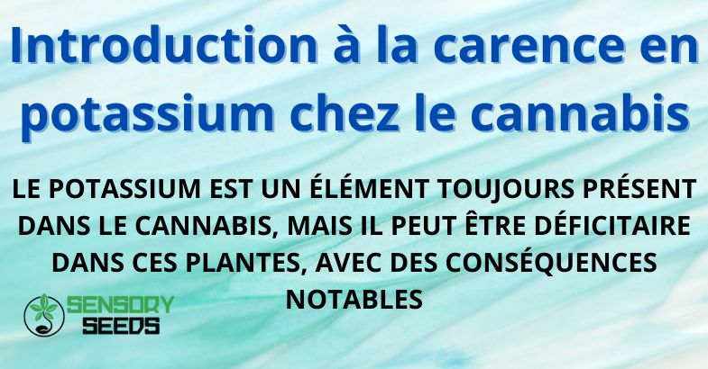 Introduction à la carence en potassium chez le cannabis