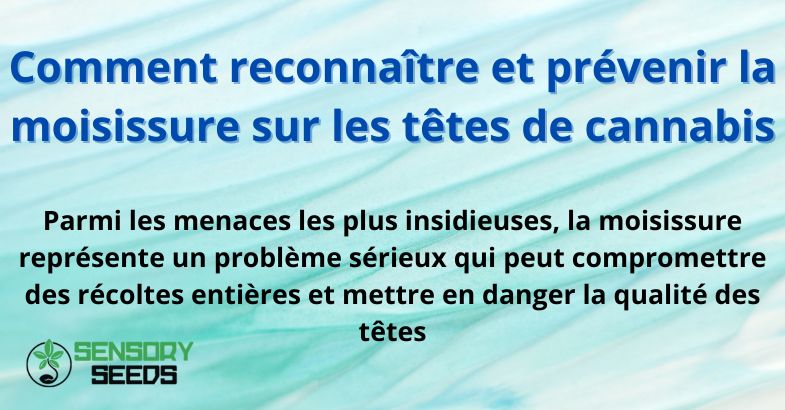 Comment reconnaître et prévenir la moisissure sur les têtes de cannabis