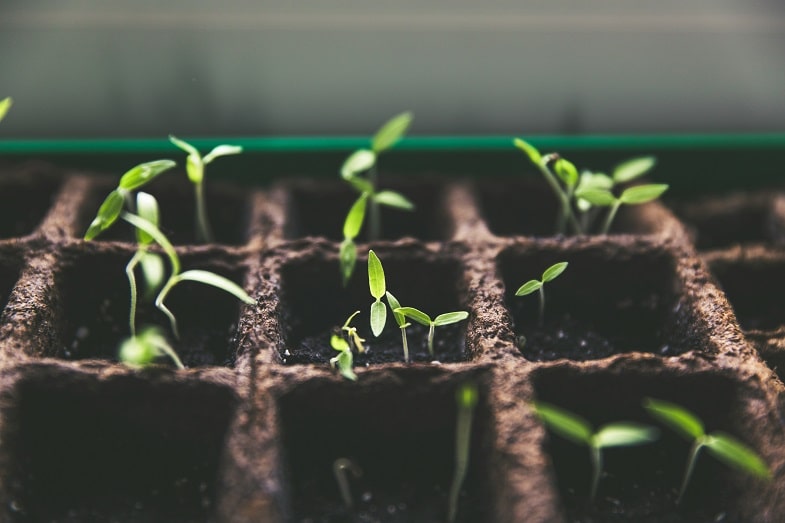 méthodes de germination du cannabis