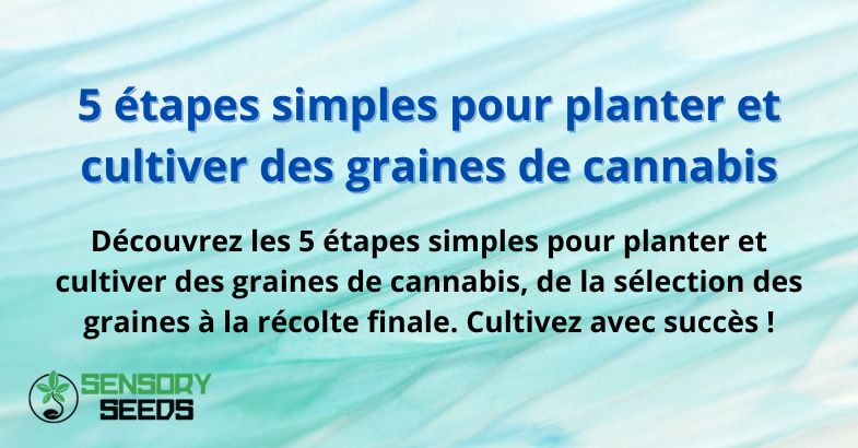 5 étapes simples pour planter et cultiver des graines de cannabis
