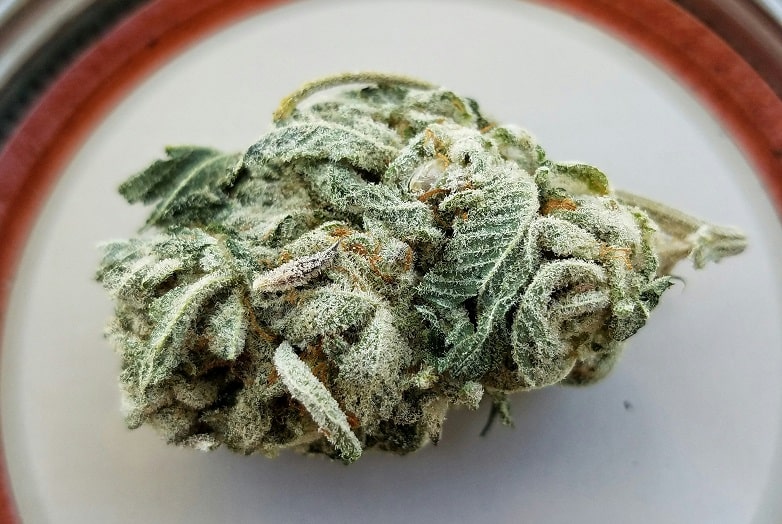 Récolte et Séchage du cannabis